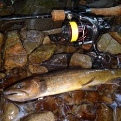 渓流ミノーイングで尺イワナ２本